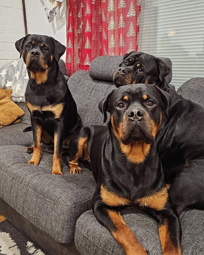 rottweiler puppy for sale