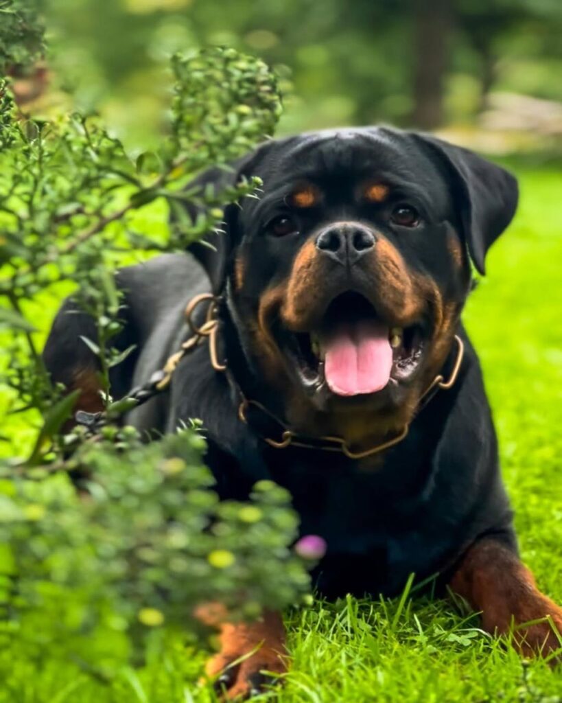 rottweiler puppies for sale near me​