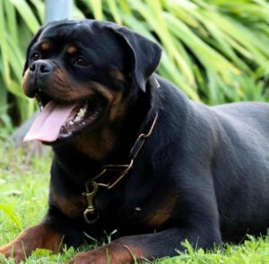 rottweiler stud
