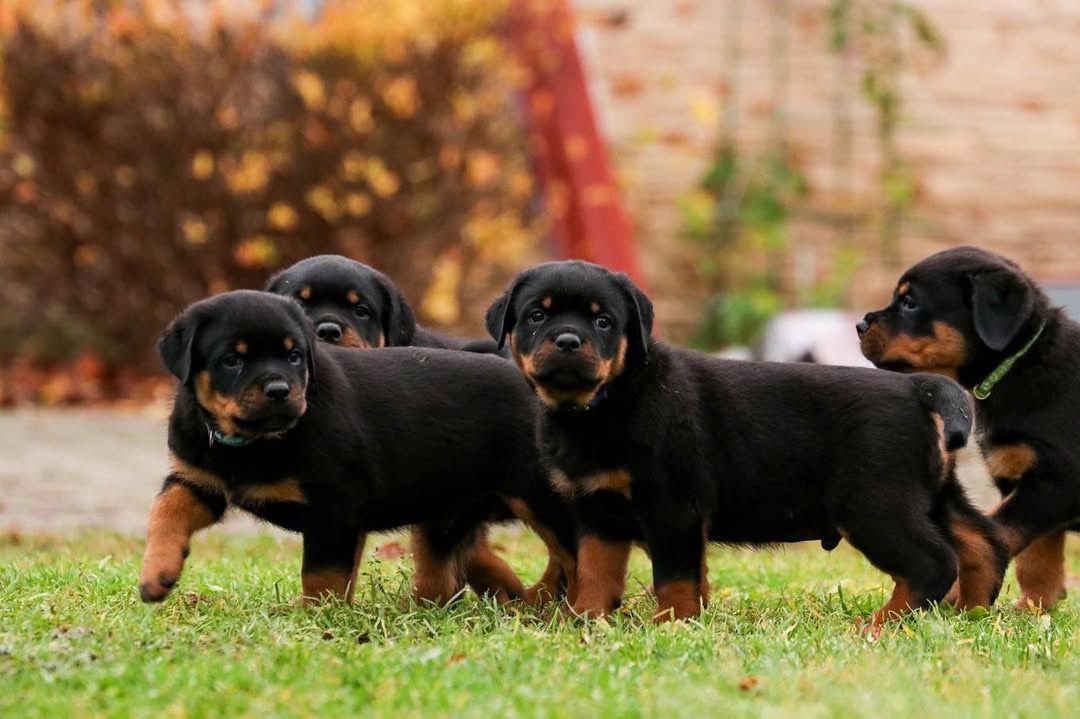 Rottweiler Puppies for Sale