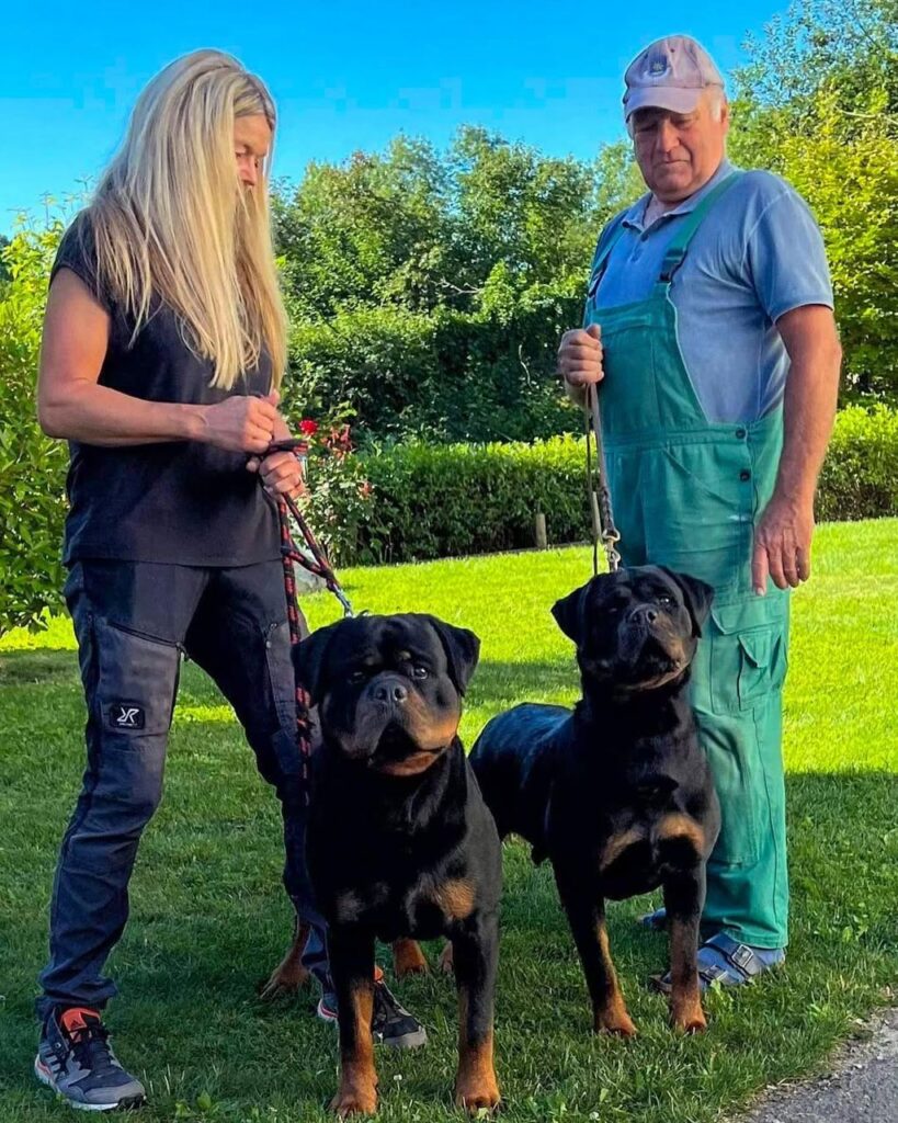 german rottweiler puppies for sale near me​