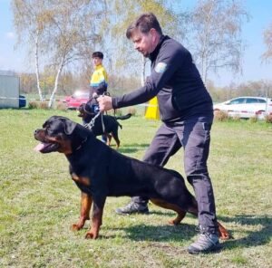 Trained german rottweiler