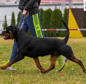 rottweiler dogs
