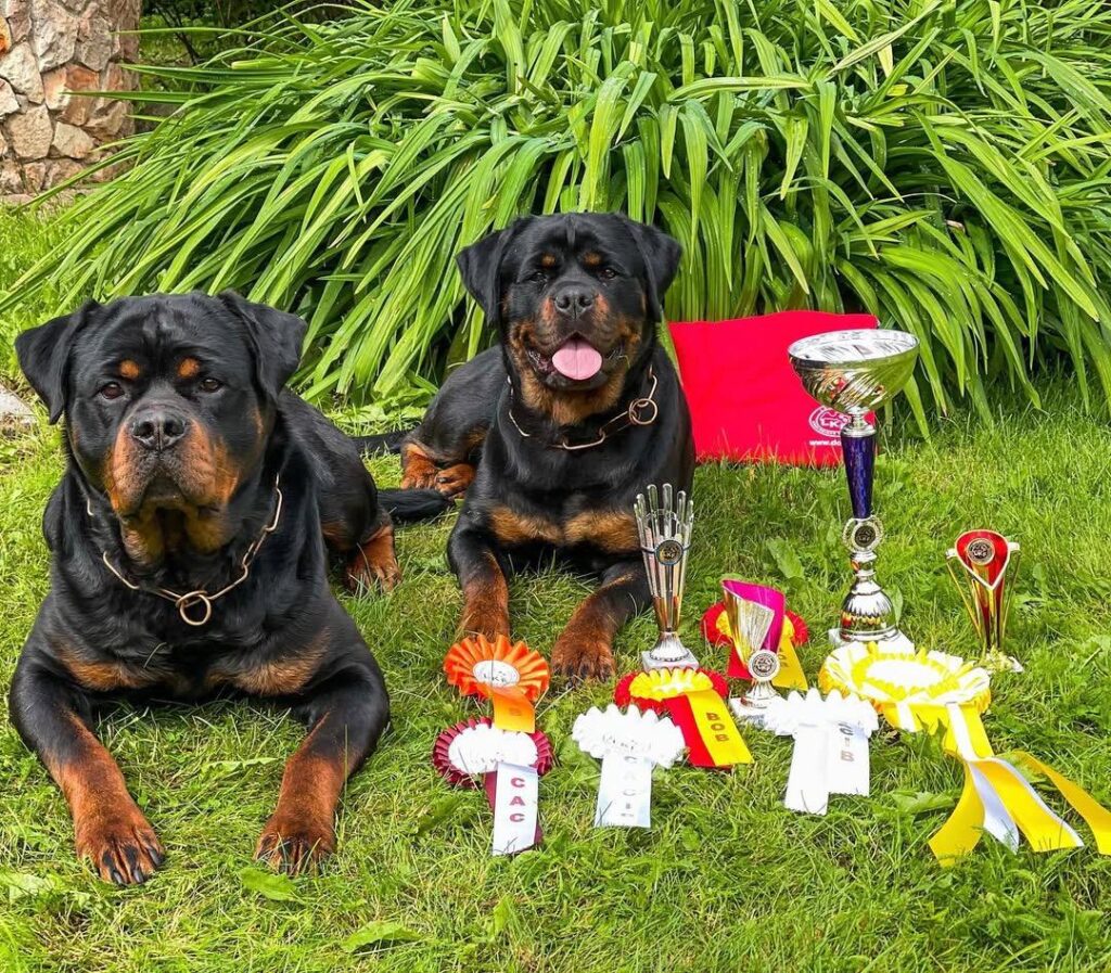rottweiler puppies for sale near me