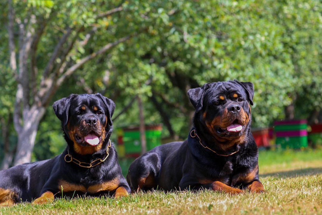 german rottweiler puppies for sale