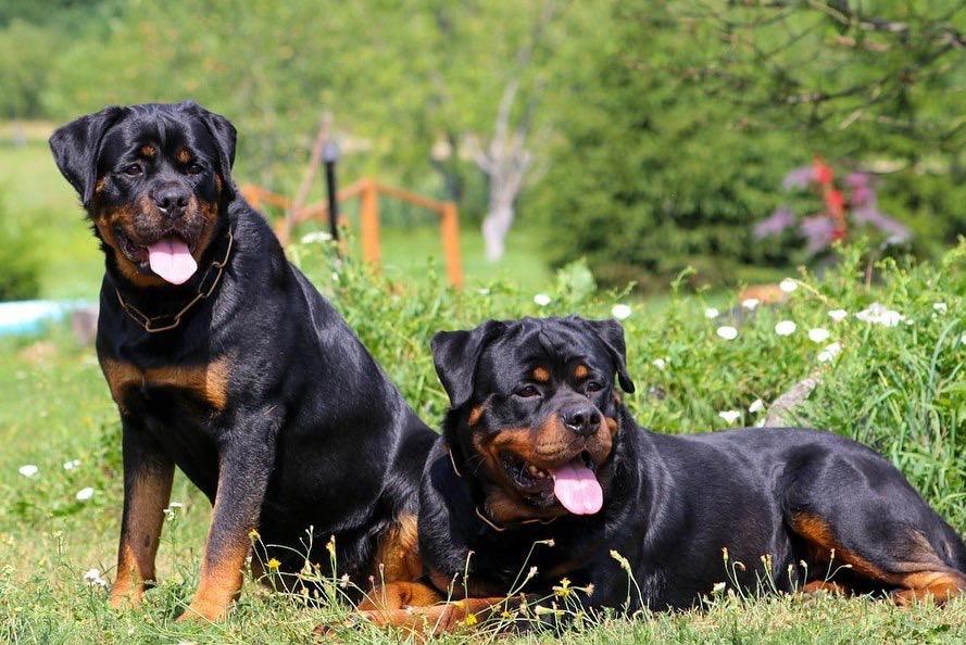 Rottweiler puppies for sale