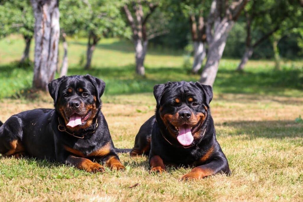 rottweiler puppies for sale near me