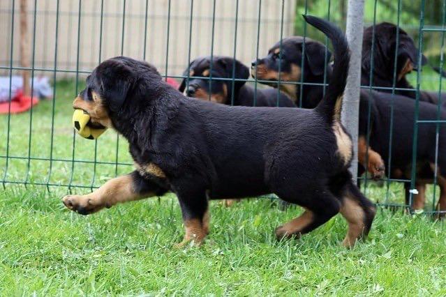 rottweiler puppies for sale​