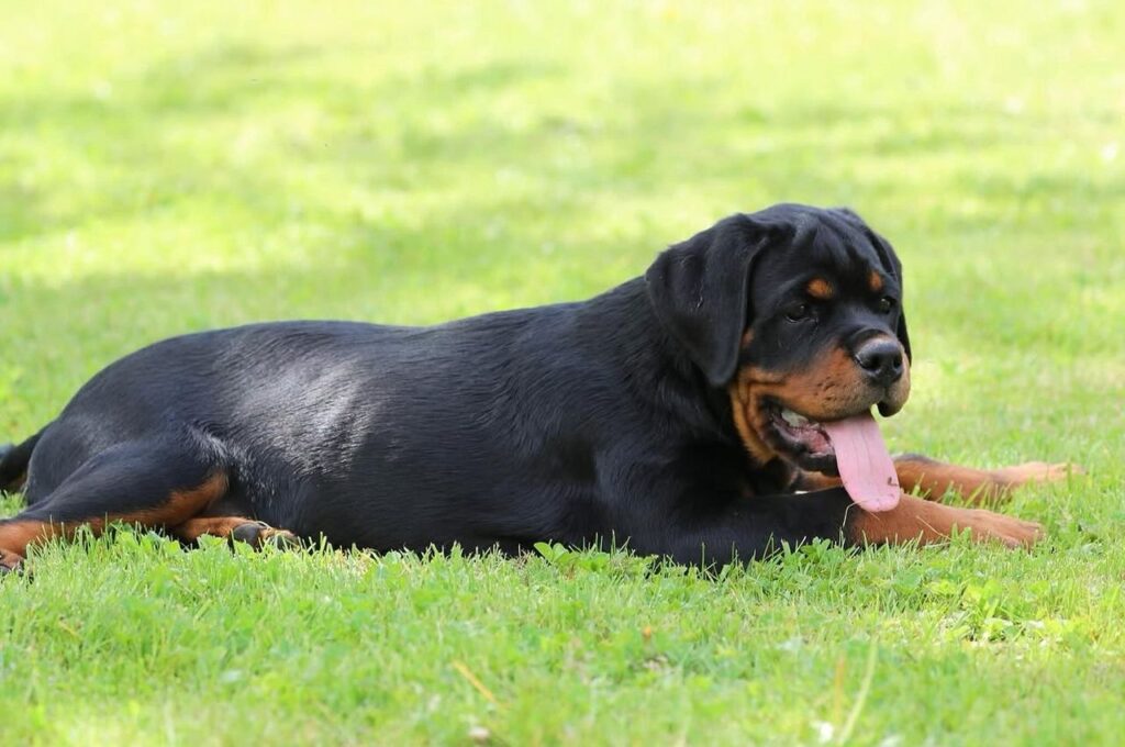 roman rottweiler puppies for sale​