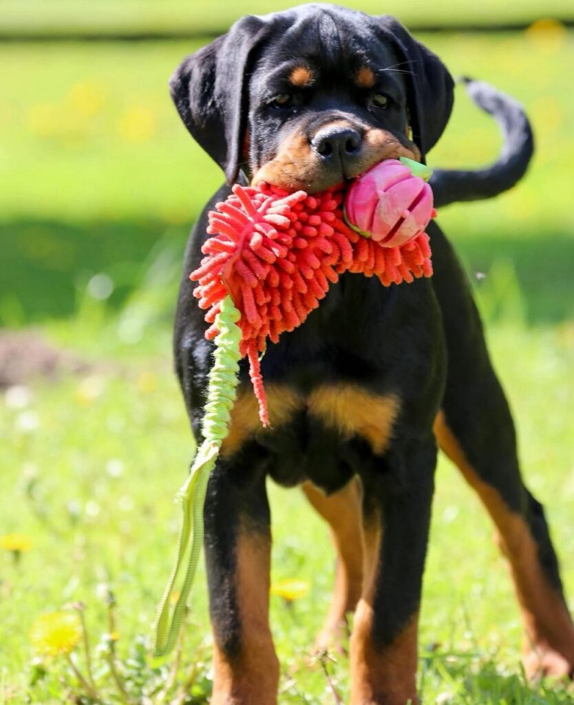 puppy rottweiler for sale near me