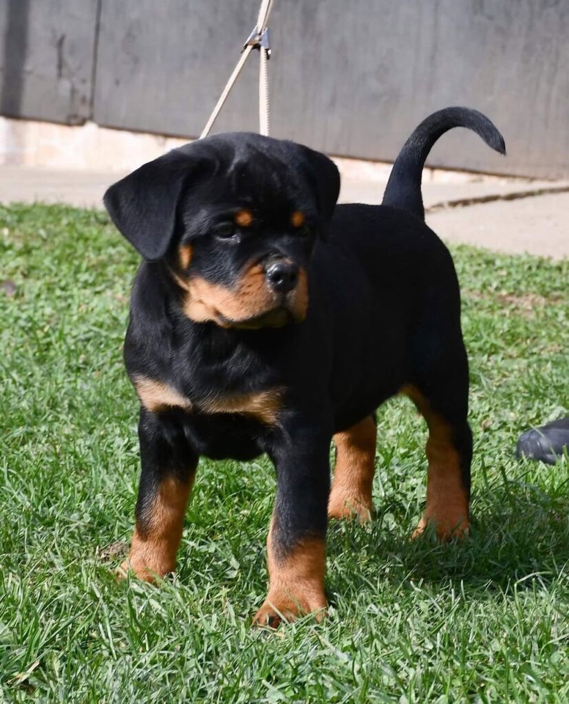 rottweiler puppies for sale $150​