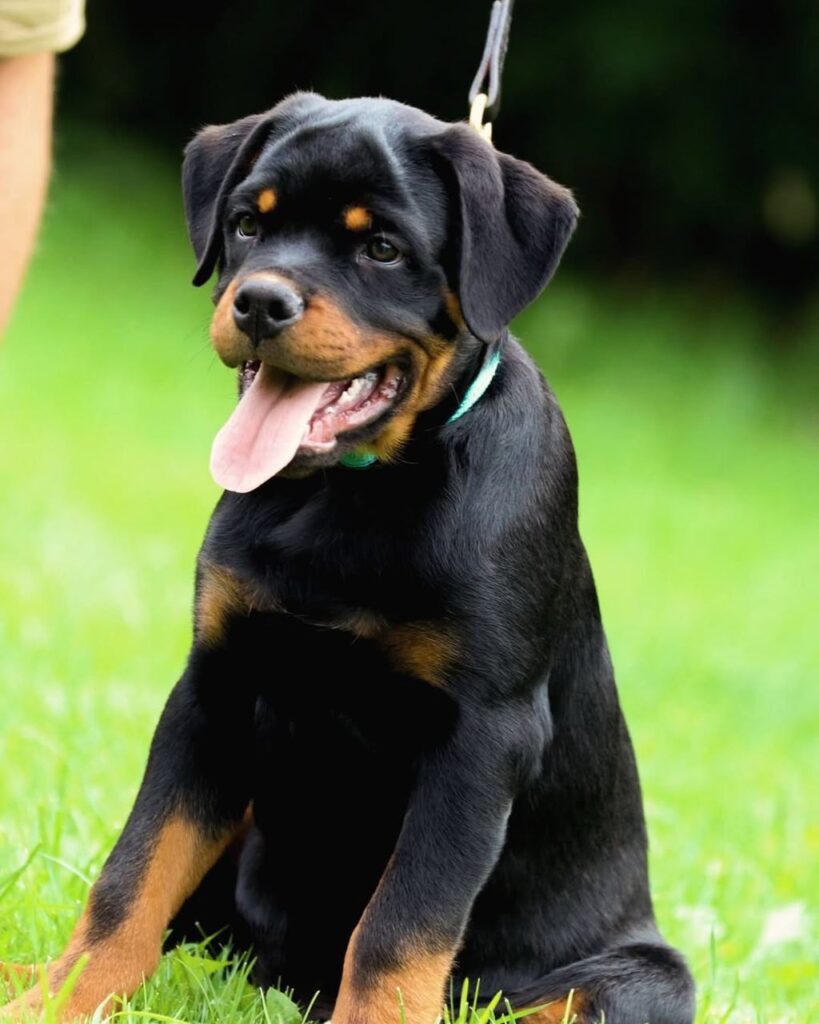 rottweiler puppies for sale