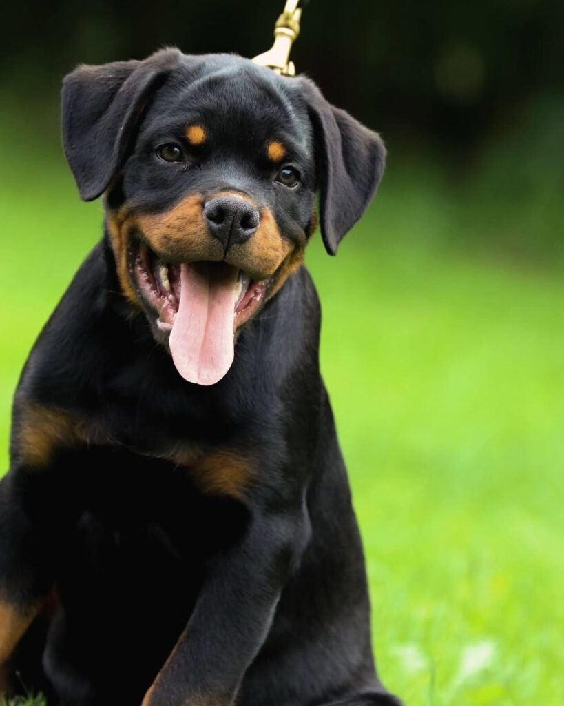 rottweiler puppies for sale